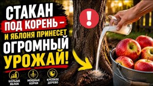 СЕКРЕТ В ОДНО. СТАКАНЕ! ЯБЛОНЯ ЗАВАЛИТ УРОЖАЕМ! ПОЛЕЙТЕ ПОД КОРЕНЬ - ЯБЛОК БУДЕТ В 3 РАЗА БОЛЬШЕ