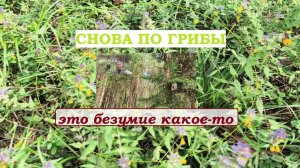 СНОВА ПО ГРИБЫ. Это безумие какое-то