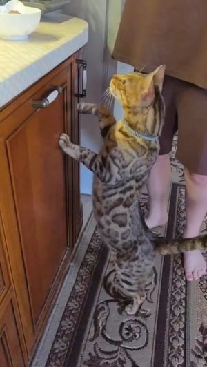 Я Маша! Сама себе устроила ужин на полу 👑😼