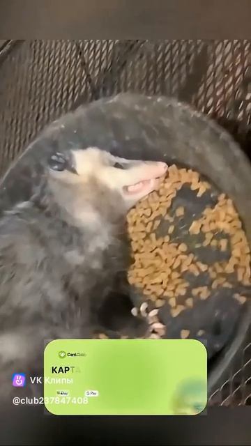 Опоссум 🐾