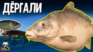 И карпы ТЯНУЛИ и щуки ДЁРГАЛИ #рр4