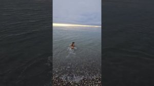 Море и пес