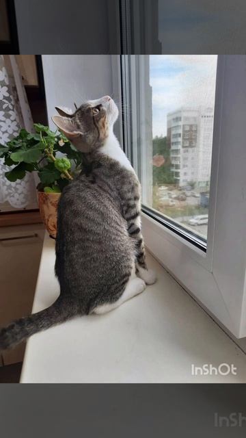 милаш 🐱🥹🌸