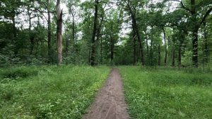 прогулка в лесу серия 76