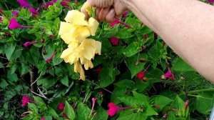 Любуюсь своей клумбой 🌼🌺💮