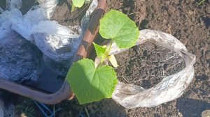 Огурцы в пакете!!! Удачный метод посадки огурцов 🥒 на рассаду.