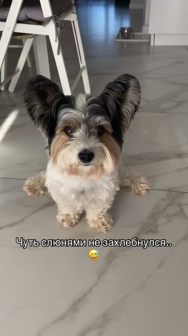 Бивер Барни знает когда гавкнуть…😁