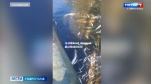 На Ставрополье зафиксирована массовая гибель фауны на озере «Барсуки»