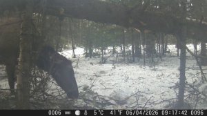 Видео от Красноярская тайга. Фотоловушки
