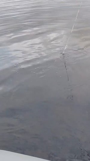 Трофейный сом 🐬
