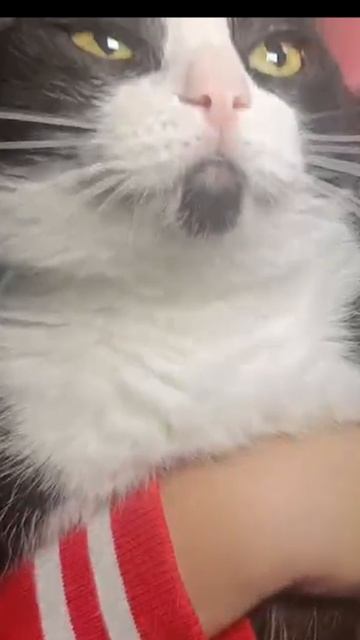 а ты Купи кота?