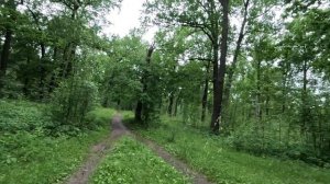 прогулка в лесу серия 73