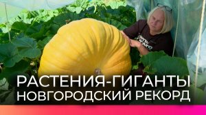 Новгородка Светлана Иванова выращивает рекордсменов в мире флоры