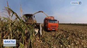Новый высокопитательный корм готовят для коров в Щербиновском районе