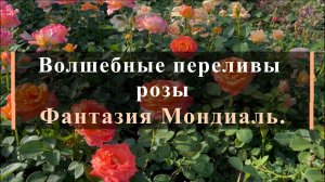 Волшебные переливы розы Фантазия Мондиаль.