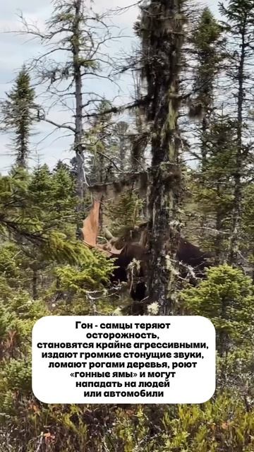 Гон самцы