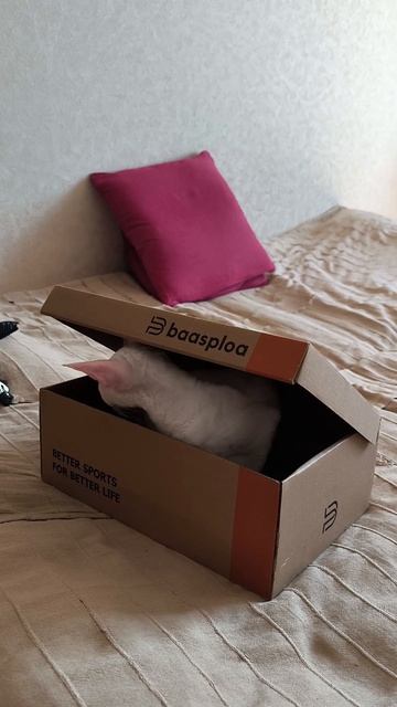 Поиграем в прятки? 😺