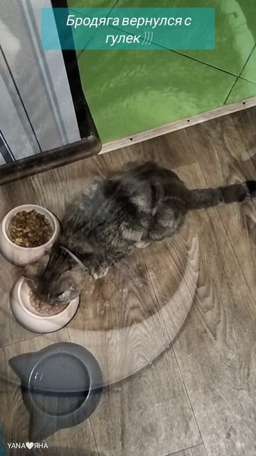 Мукбанг голодного кота 😼👌))) #котЧип