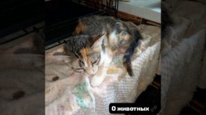 🐺 Злые и жестокие Волки -внутри у некоторых из нас. А кошки и собаки- весёлый и добрый народ.