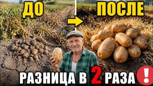 КУБАНСКИЙ метод дедов: низкий гребень и солома вместо двух окучиваний