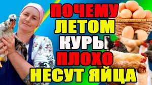 Почему ЛЕТОМ куры ПЛОХО несут яйца?