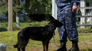 В кинологическую службу УФСИН России по Амурской области прибыло пополнение