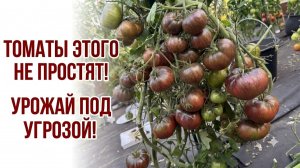 Не поливайте Томаты в Августе!