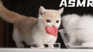 Котята едят тунец ASMR