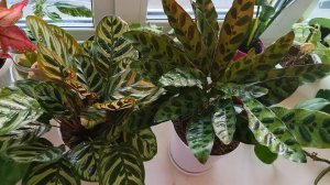 Калатеи Макоя и Лансифолия в новых горшках🌿🌿🌿Краткий обзор содержания и ухода☀️