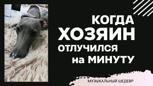 ЛЕВРЕТКА ЮМОРИТ