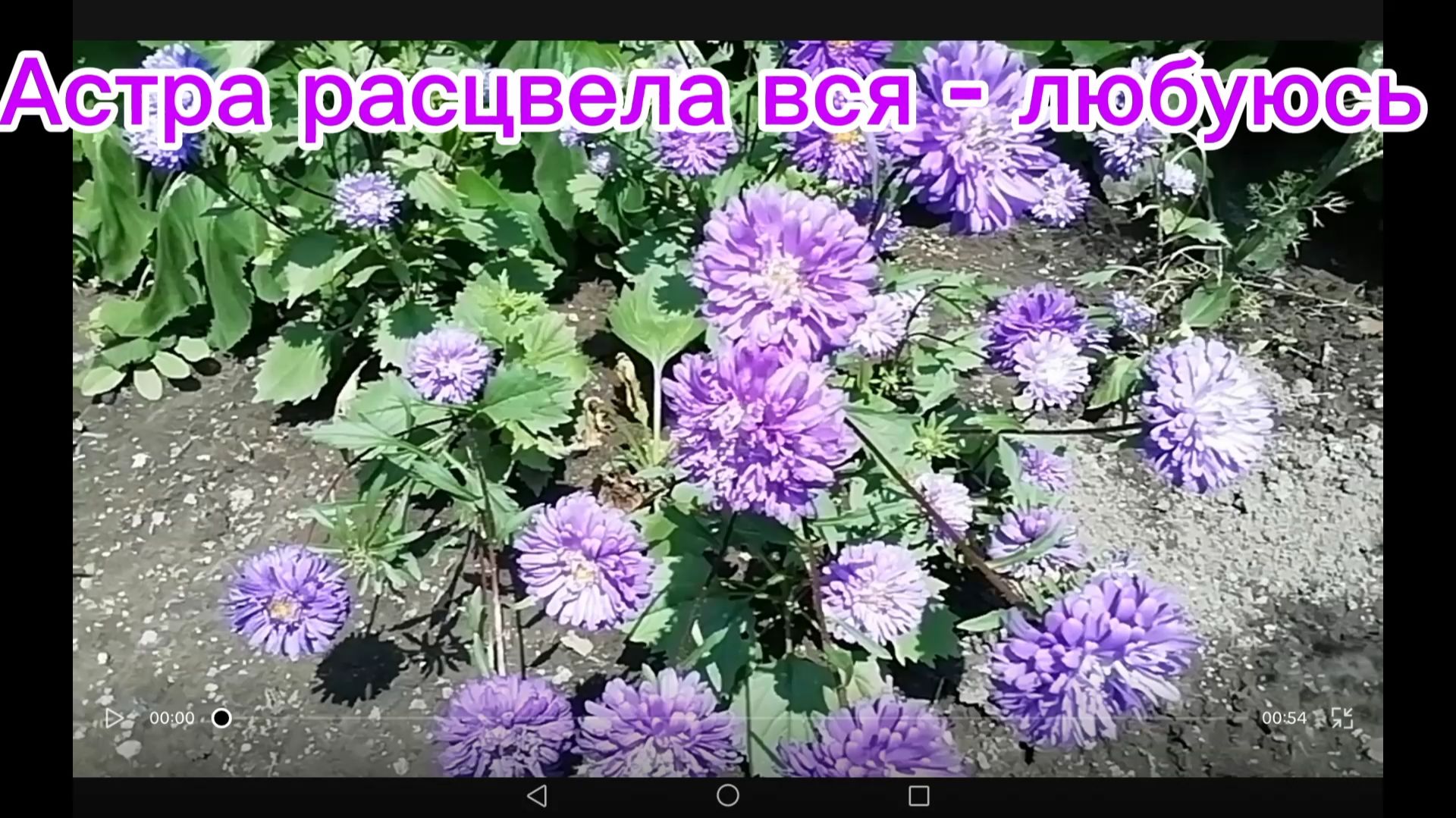 Астра Синие дали расцвела вся - любуюсь
