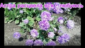 Астра Синие дали расцвела вся - любуюсь