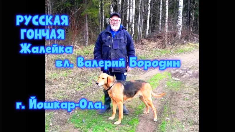 РУССКАЯ ГОНЧАЯ  Жалейка вл. Валерий Бородин г. Йошкар-Ола.охотасгончей собака топ hunting