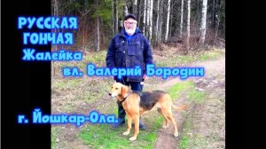 РУССКАЯ ГОНЧАЯ  Жалейка вл. Валерий Бородин г. Йошкар-Ола.#охотасгончей #собака #топ #hunting