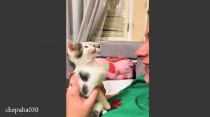 ЛУЧШЕЕ видео со смешными кошками😂