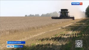 На полях Губкинского округа убирают озимую пшеницу