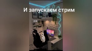 котик блогер