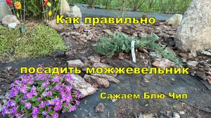 Как правильно посадить можжевельник. Сажаем Блю Чип