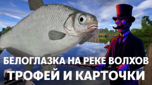 ИДЕМ НА РЫБАЛКУ #11 | БЕЛОГЛАЗКА НА ВОЛХОВЕ | ЗА ТРОФЕЕМ И КАРТОЧКОЙ | РУССКАЯ РЫБАЛКА 4