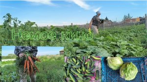 06-08-2026 Вот такой винегрет,🥒🫜🥬