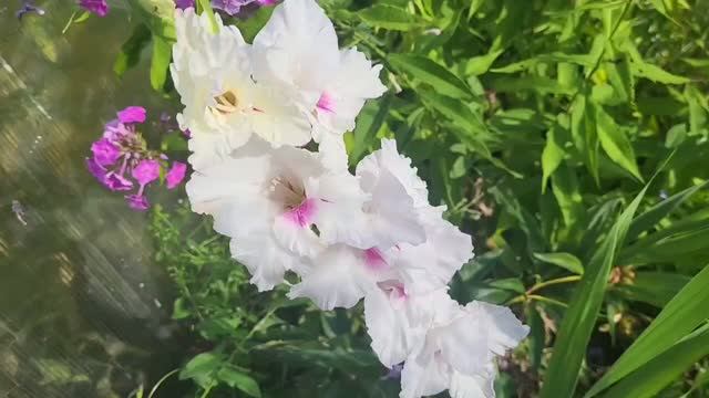 Первые ГЛАДИОЛУСЫ.🌸🌸🌸