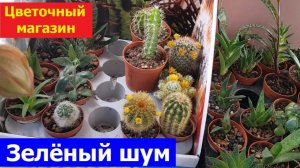 20260805 Цветы, кактусы, икебаны Цветочный магазин Зелёный шум растения розы вазы подарки город Орёл