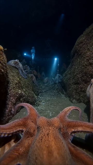 Если на дно, то только морское🐙
