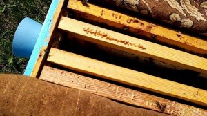 Пчёлы.Продолжаем наращивать пчёл в зимовку без клеща.