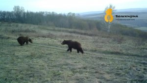 Два бурых медведя попали в фотоловушку в нацпарке «Башкирия»