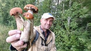 Побывал в лесу за грибами . грибы растет сторону по поле