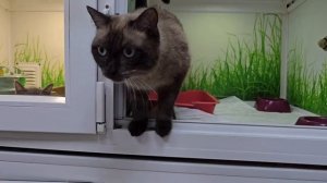 Тот самый взгляд, который запоминается навсегда! Чудесный голубоглазый котик готов стать домашним |