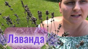 Лаванда🪻Жду советов по выращиванию и уходу❤️