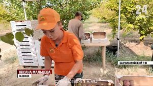 В Крыму собрали 11 тонн алычи и сливы