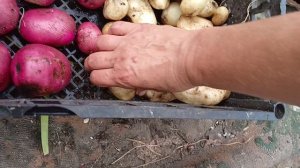 Подкопала картошку